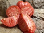 CURTIS CHEEK CANNING TOMATOES