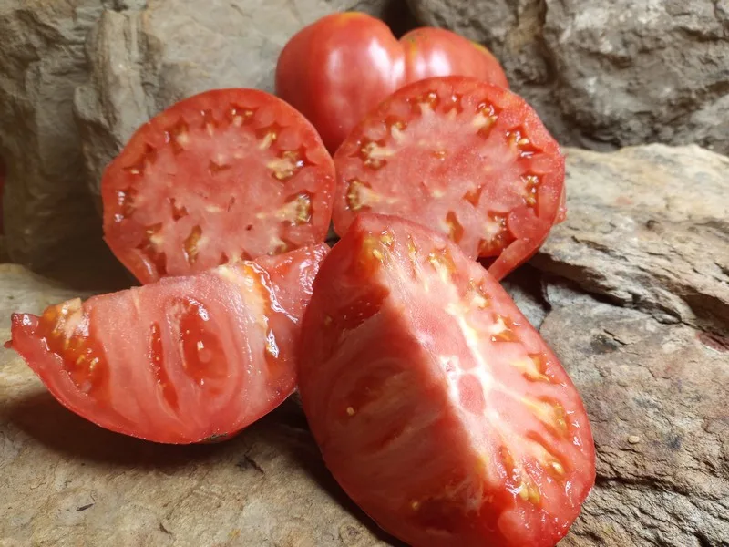 CURTIS CHEEK CANNING TOMATOES