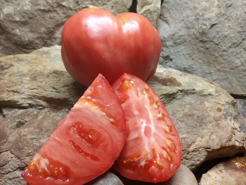 CURTIS CHEEK HEIRLOOM TOMATOES