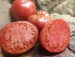 CURTIS CHEEK INDETERMINATE TOMATOES