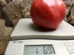 CURTIS CHEEK TOMATO