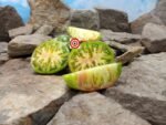 Cherokee Lime Stripes Tomato GWR Tomato
