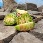 Cherokee Lime Stripes Tomato GWR Tomato