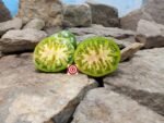 Cherokee Lime Stripes Tomato Green Tomato