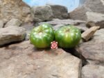 Cherokee Lime Stripes Tomato by Bill Jeffers.