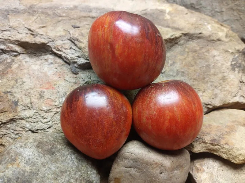 DAMASCUS STEEL STRIPED TOMATOES