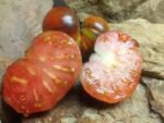 DARK GALAXY BICOLORED TOMATOES