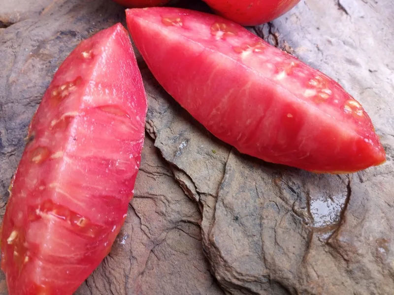 DARK GALAXY INDETERMINATE TOMATOES