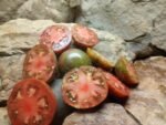 DARK STRIPED SWEETHEART BICOLORED TOMATOES