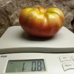 DEAN'S BLACK DWARF BICOLORED TOMATOES