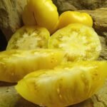 DEAN'S RAINBOW DARF TOMATO SEEDS