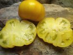 DELTA DIVER DWARF BICOLORED TOMATOES