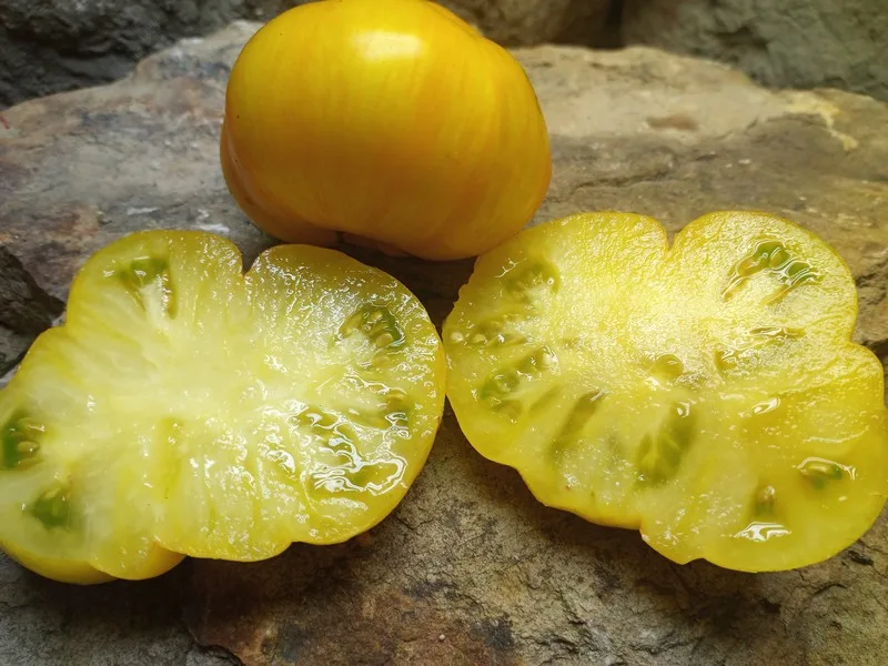 DELTA DIVER DWARF BICOLORED TOMATOES