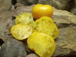 DELTA DIVER DWARF NEW TOMATOES