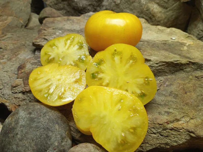 DELTA DIVER DWARF NEW TOMATOES