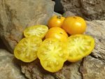 DELTA DIVER DWARF STRIPED TOMATOES