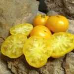 DELTA DIVER DWARF STRIPED TOMATOES