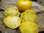 Delta Diver Dwarf Tomato