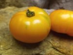 DELTA DIVER DWARF WELL KNOWN BREEDERS TOMATOES