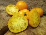 DELTA DIVER DWARF YELLOW TOMATOES