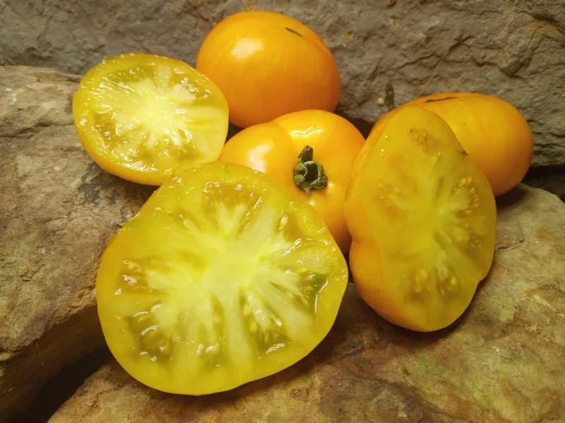 DELTA DIVER DWARF YELLOW TOMATOES