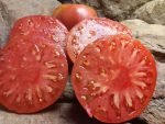 Dester Tomato - Image 3