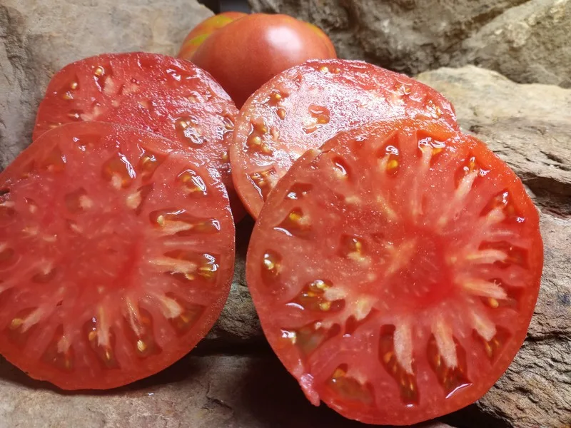 Dester Tomato - Image 3
