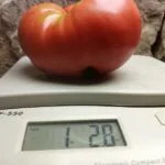 Dester Tomato