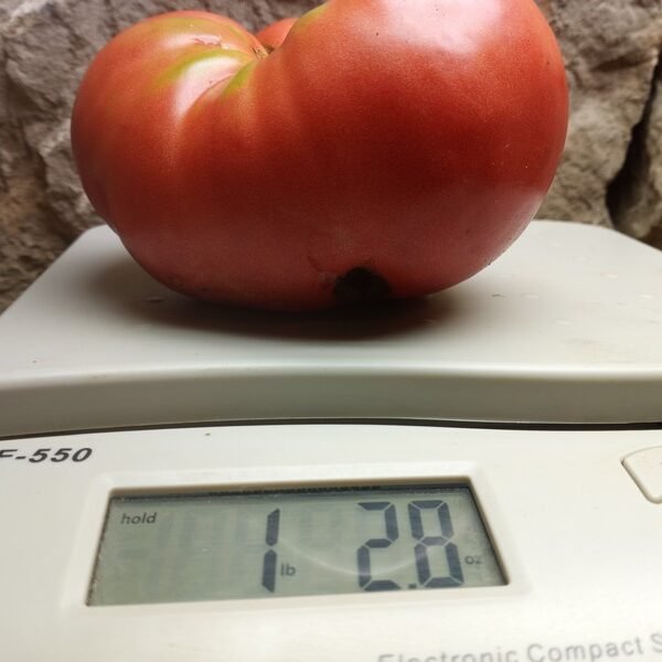 Dester Tomato