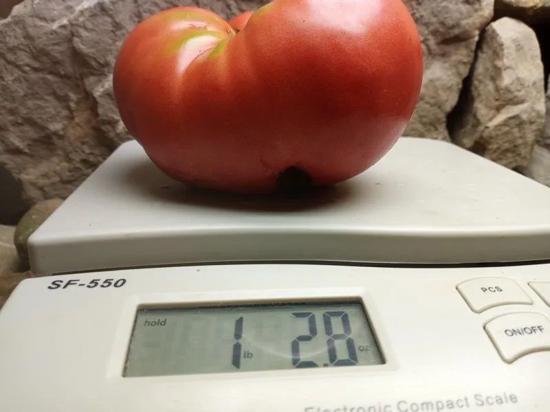Dester Tomato - Image 1