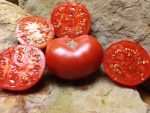 Dr. Wyche's Red Tomato - Image 5