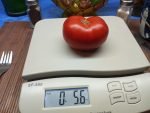 Dr. Wyche's Red Tomato - Image 6