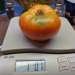 Dr. Wyche's Yellow Tomato