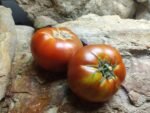 DWARF BLACK ANGUS BLACK TOMATOES