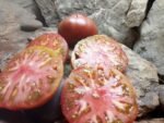 DWARF BLACK ANGUS INDETERMINATE TOMATOES