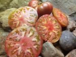 DWARF BLACK ANGUS NEW TOMATOES