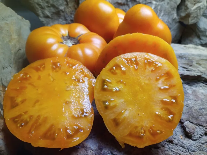 DWARF BLAZING BEAUTY INDETERMINATE TOMATOES ORANGE