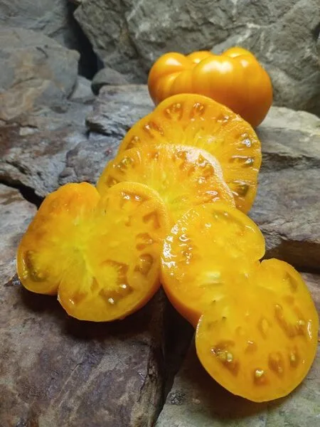 DWARF BLAZING BEAUTY INDETERMINATE TOMATOES