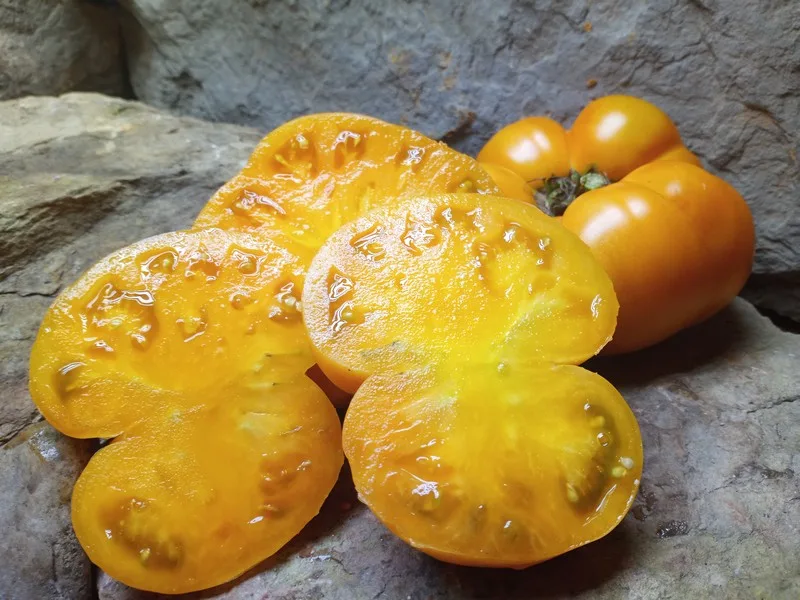 DWARF BLAZING BEAUTY NEW TOMATOES