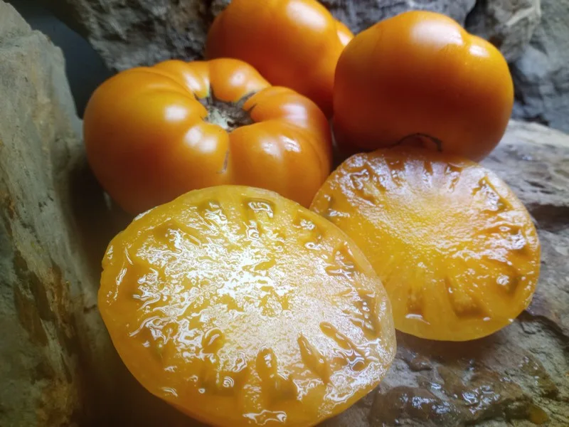 DWARF BLAZING BEAUTY SLICING TOMATOES ORANGE