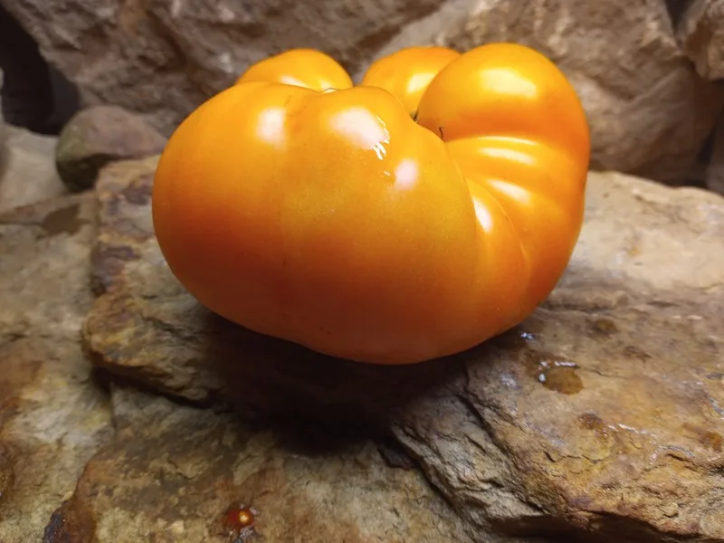 DWARF BLAZING BEAUTY SLICING TOMATOES
