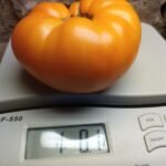 Dwarf Blazing Beauty Tomato