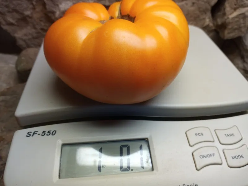 Dwarf Blazing Beauty Tomato