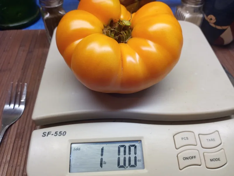 DWARF BLAZING BEAUTY