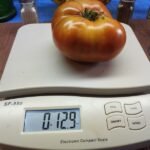 DWARF MAHOGANY BLACK TOMATO