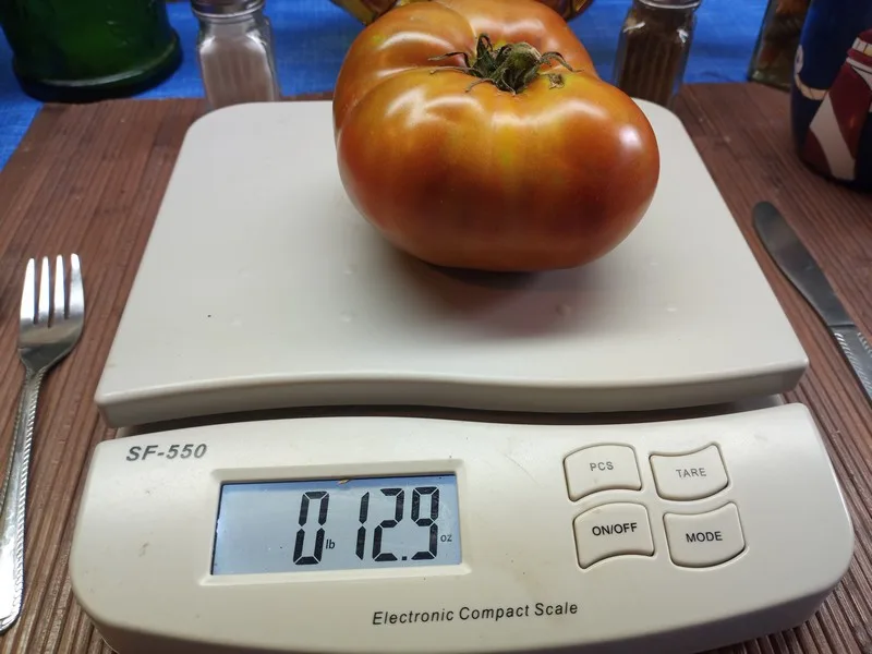 DWARF MAHOGANY BLACK TOMATO