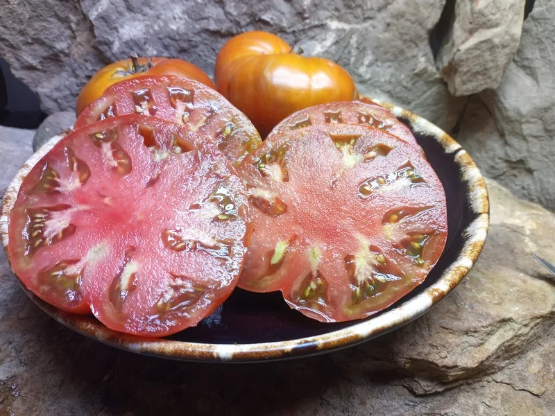 DWARF MAHOGANY INDETERMINATE TOMATO