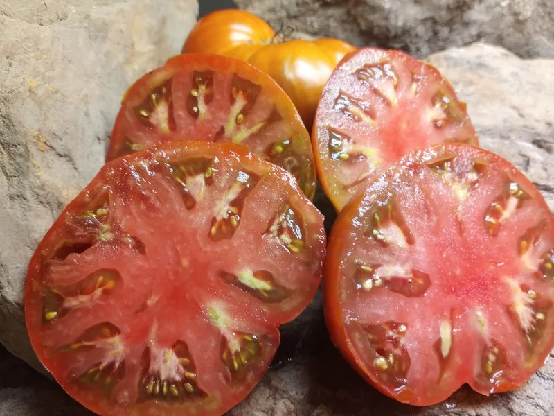 DWARF MAHOGANY NEW TOMATOES