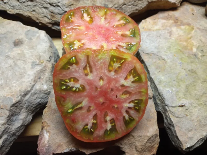 DWARF MAHOGANY SANDWICH TOMATO