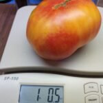 Dwarf Suz's Beauty Tomato